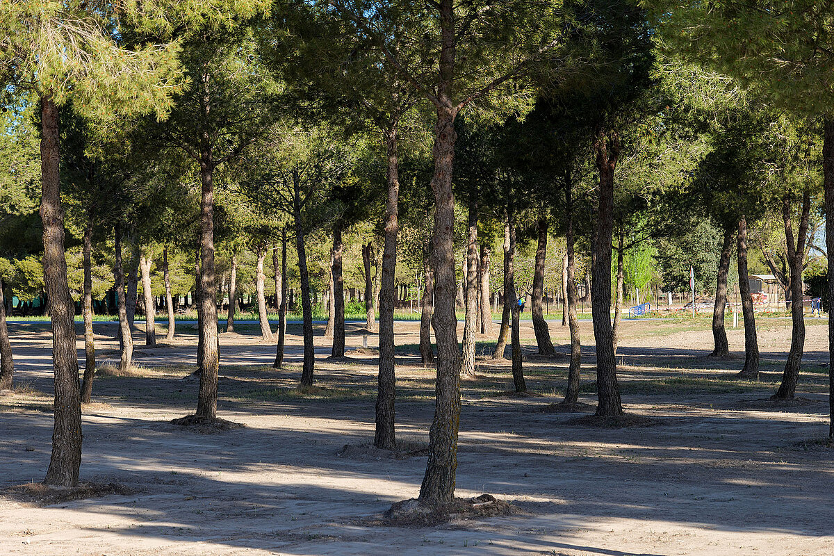 Argamasilla de Alba reduce considerablemente la presencia de la procesionaria del pino